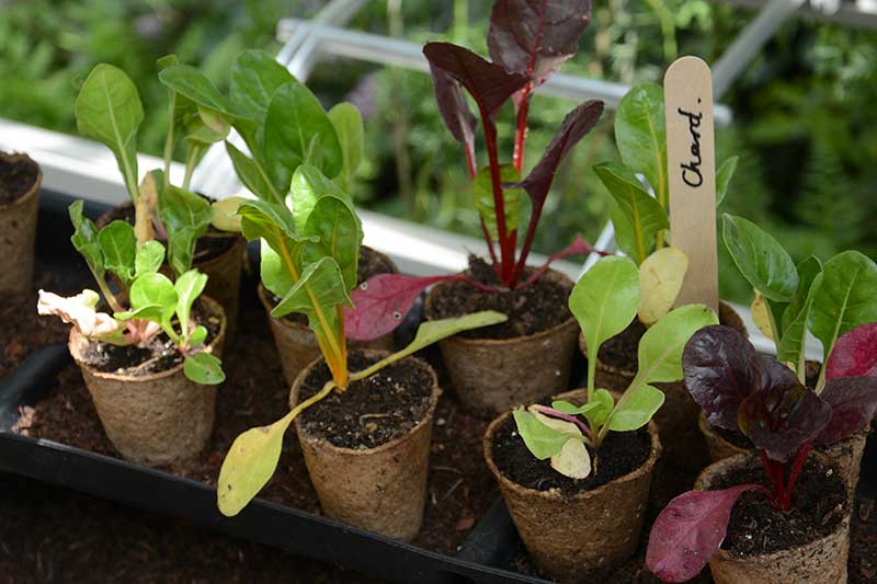 Småplantor av mangold för utplantering